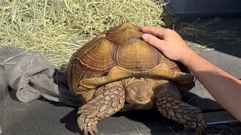 frank the tank tortoise|frank the tank tortoise richmond.